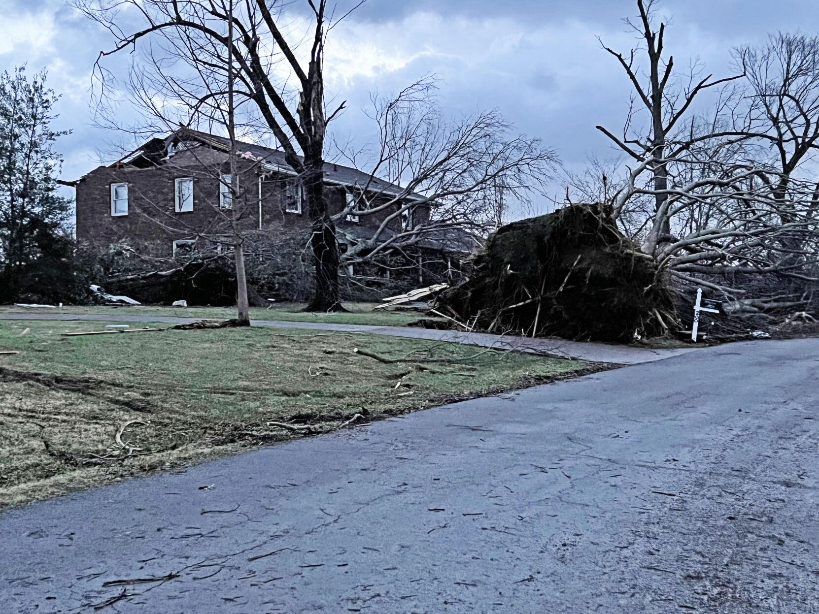 Tree uprooted